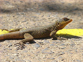 anolis na turistick&eacute;m chodn&iacute;ku