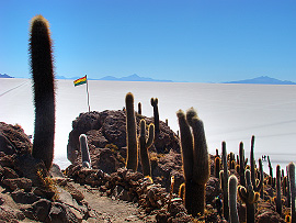kaktusy, bol&iacute;vijsk&aacute; vlajka a salar