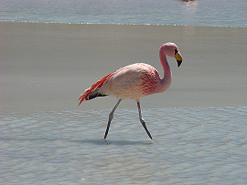 Plame�&aacute;k r��ov&yacute; (Phoenicopterus ruber)
