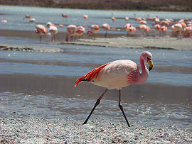 Plame�&aacute;k r��ov&yacute; (Phoenicopterus ruber)